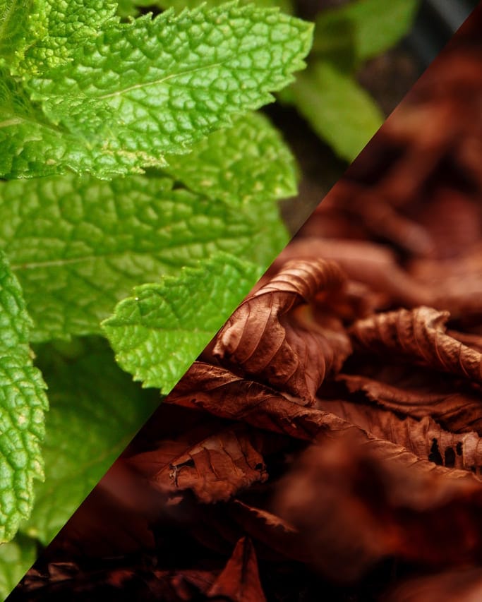 Saveurs classic et menthes.